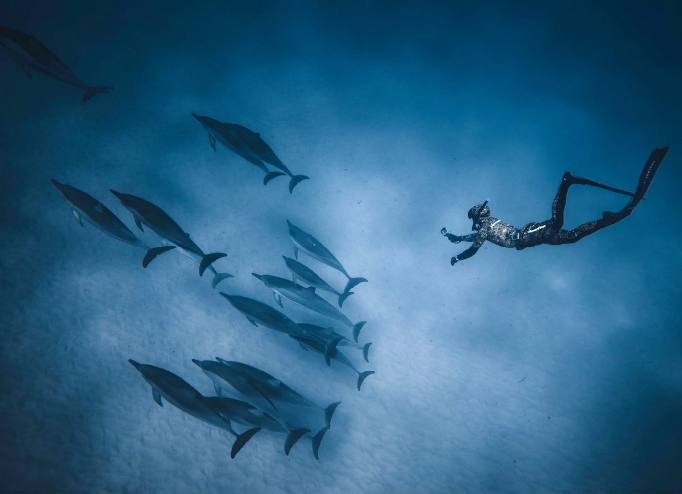 Read more about the article Swim with Wild Whales and Dolphins? Here’s How!